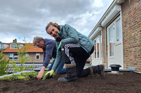 Groen dak aanleggen IJmuiden Velsen