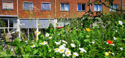 Heemskerk dakbloemenweide